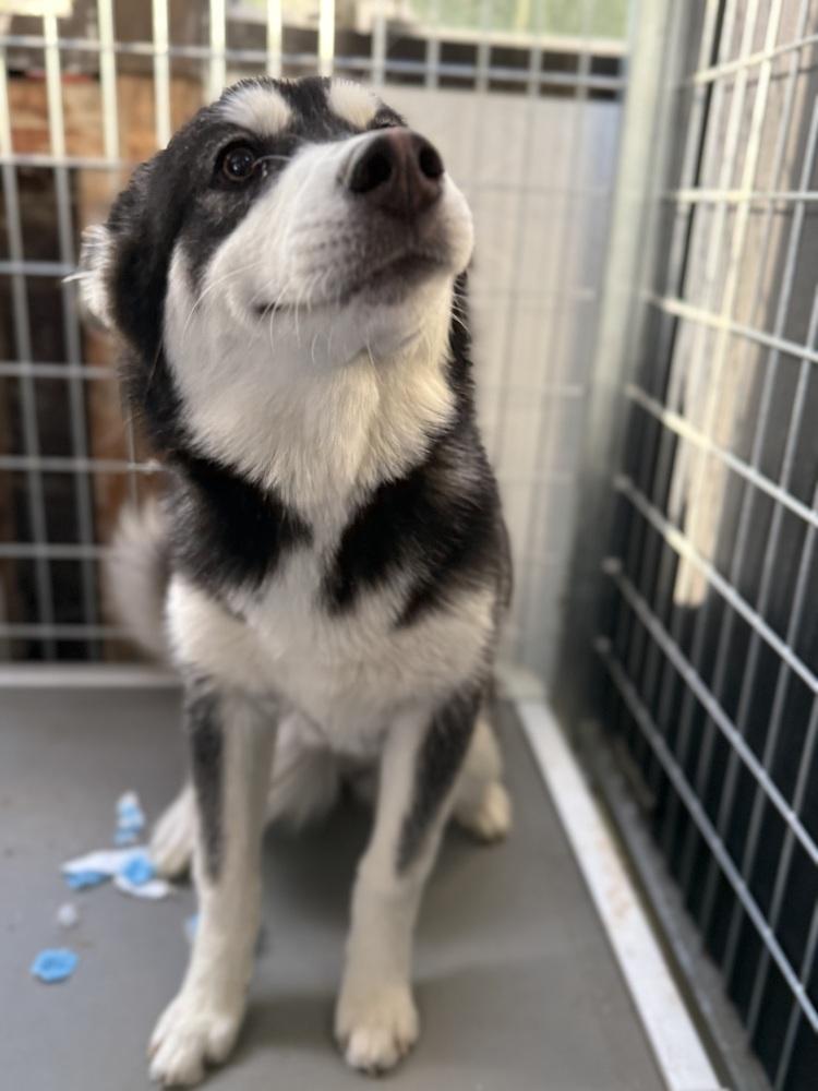 Marge, Adoptable, Puppy Female Husky.