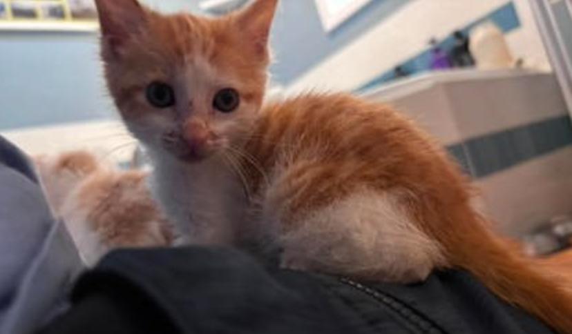 Scissors, ADOPTABLE, Kitten Male Domestic Short Hair.