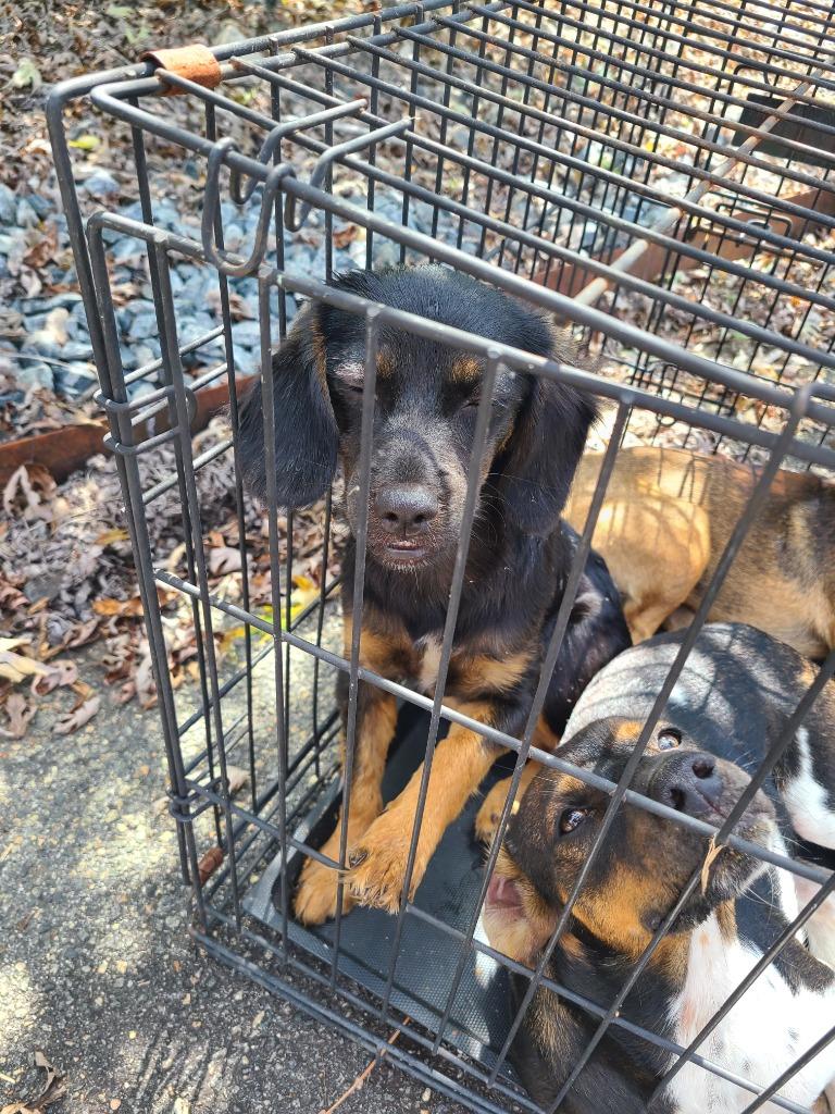 D1817-25, Adoptable, Young Female Mixed Breed.