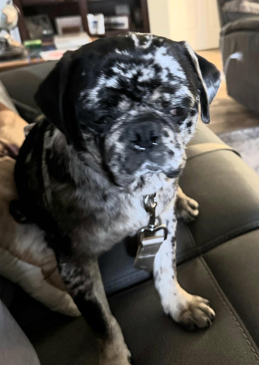 Enlarge Beans, an adopted Pug in Summerfield, NC image 1/1