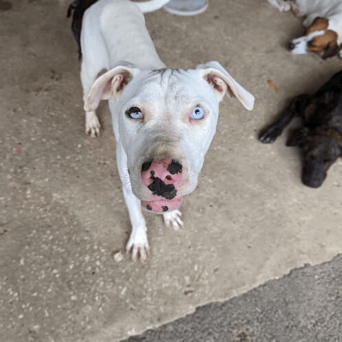 Casper, Adoptable, Adult Male Boxer & American Bulldog.