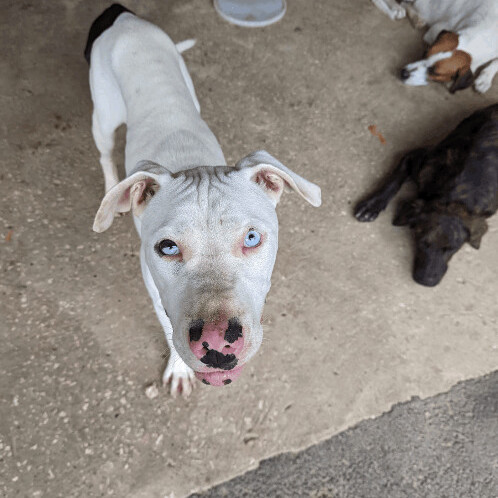Casper, a Adoptable mixed breed in New York, NY image 2/4
