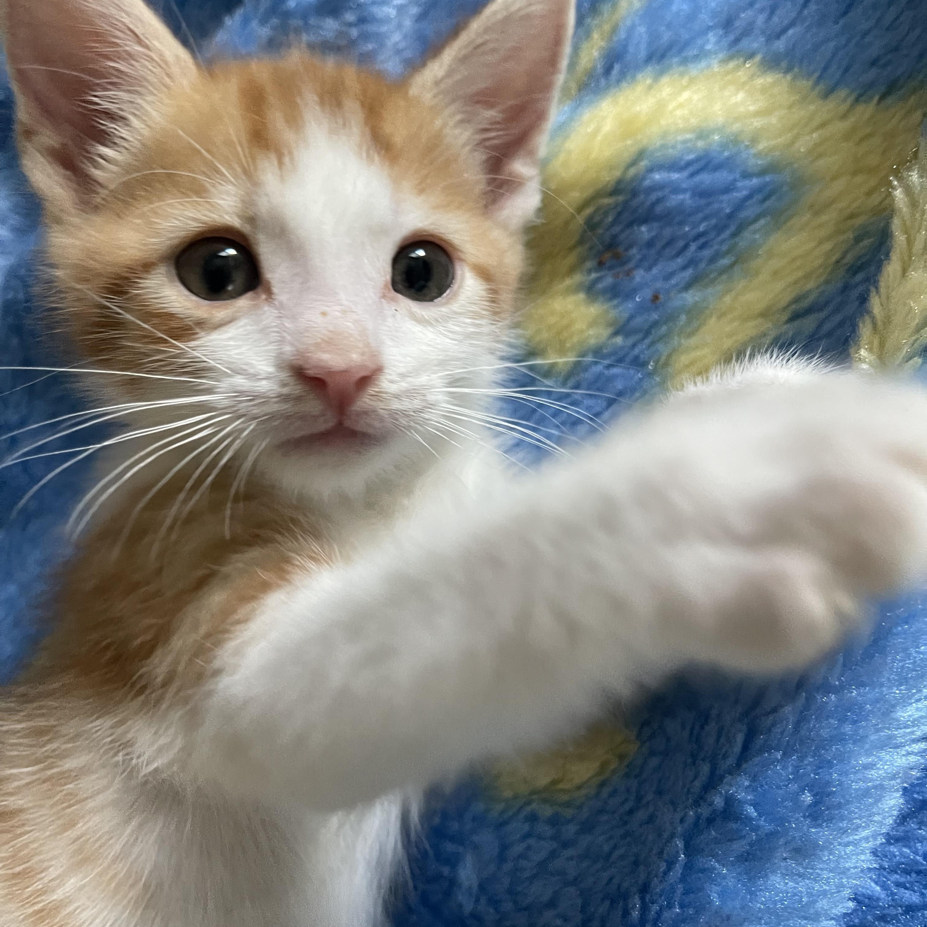 Enlarge Diocletian aka Cle, a Adopted Domestic Short Hair in Tustin, CA image 2/3