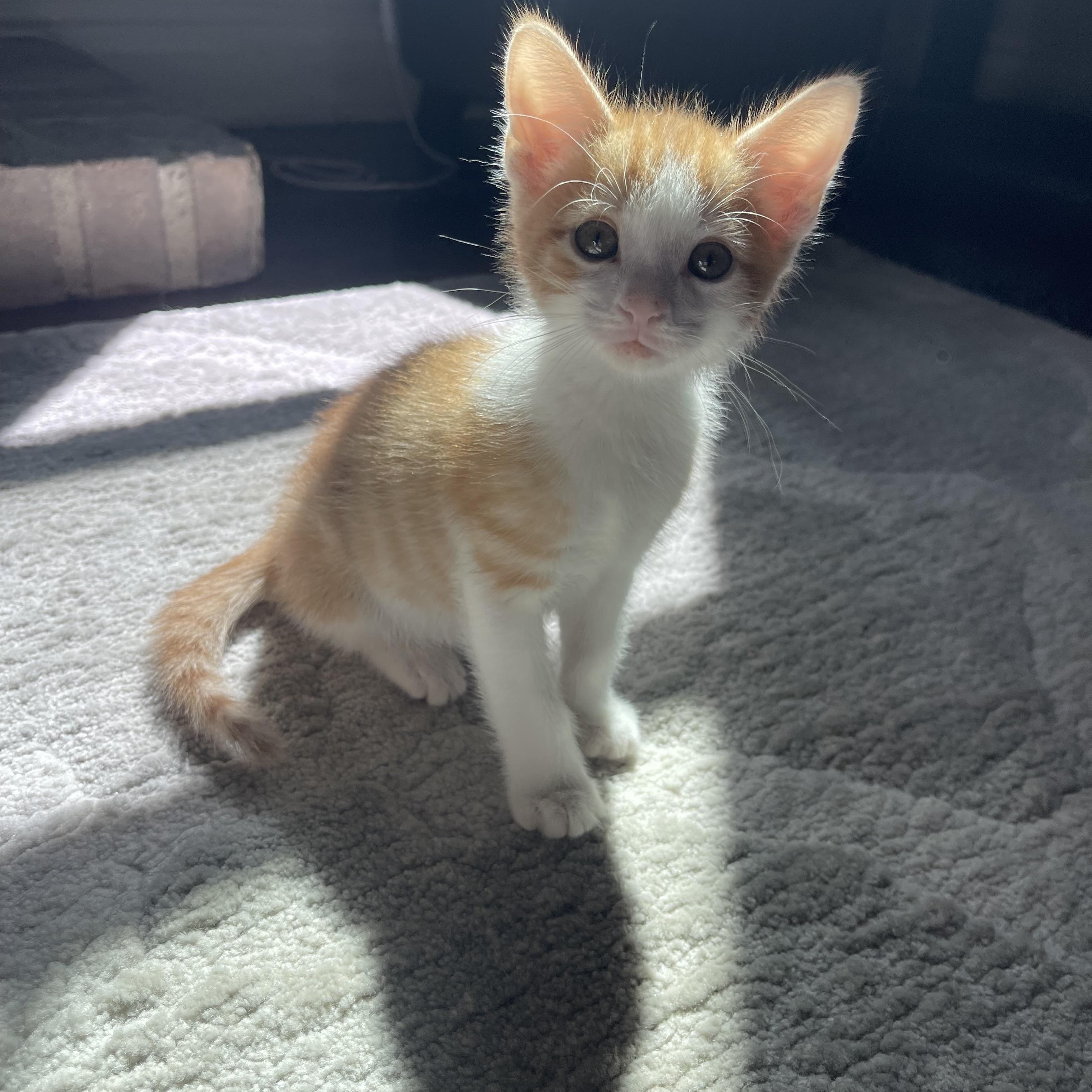 Diocletian aka Cle, Adopted, Kitten Male Domestic Short Hair.