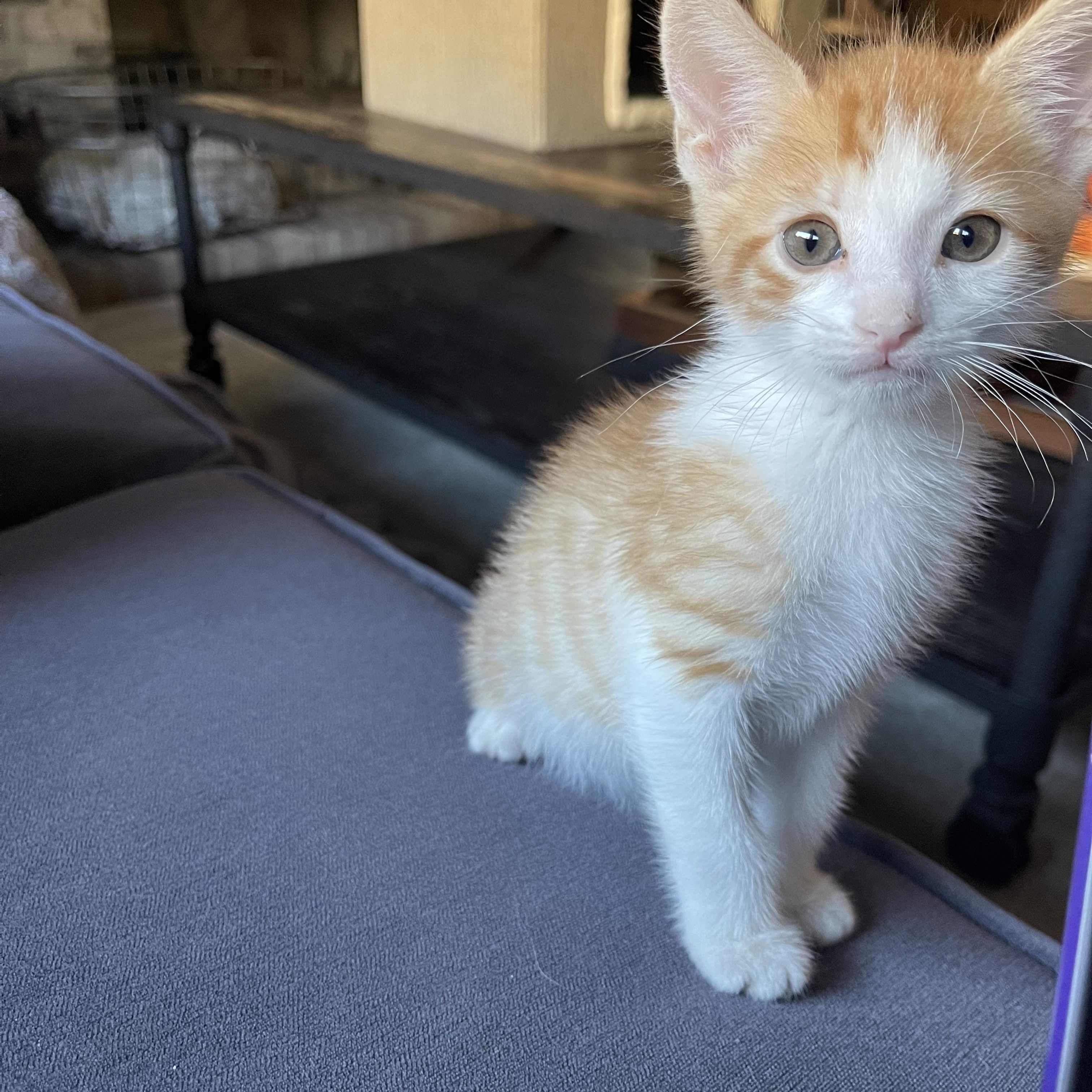 Enlarge Diocletian aka Cle, a Adopted Domestic Short Hair in Tustin, CA image 3/3