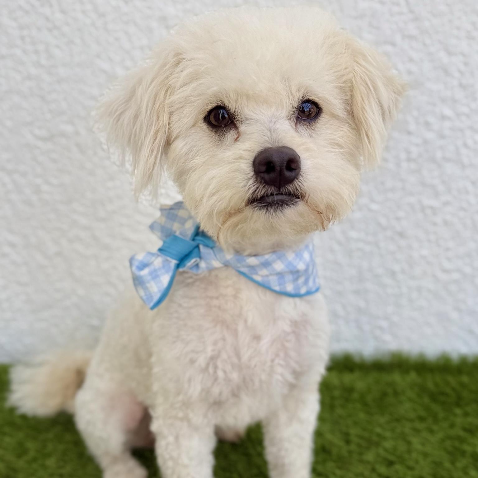 Enlarge TOFU, an adopted mixed breed in Tecate, BCN image 3/6