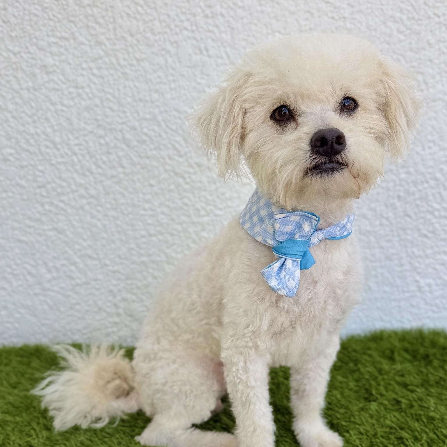 Enlarge TOFU, an adopted mixed breed in Tecate, BCN image 4/6