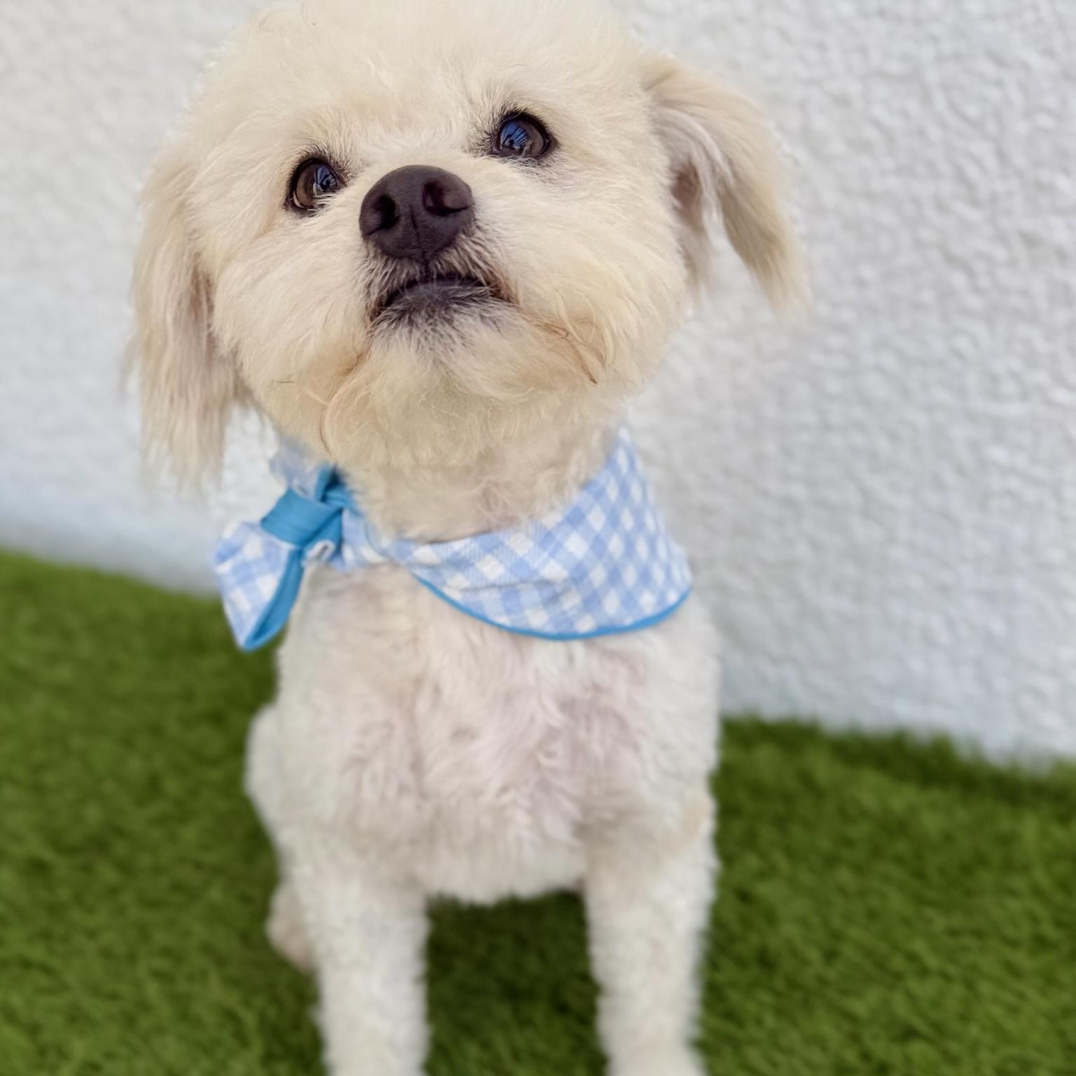 Enlarge TOFU, an adopted mixed breed in Tecate, BCN image 6/6