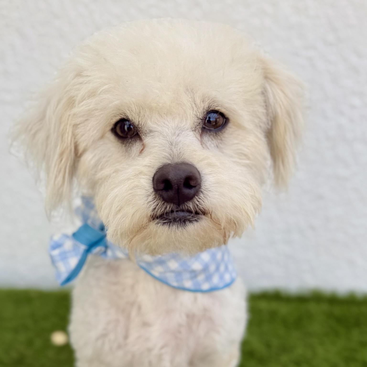 Enlarge TOFU, an adopted mixed breed in Tecate, BCN image 1/6