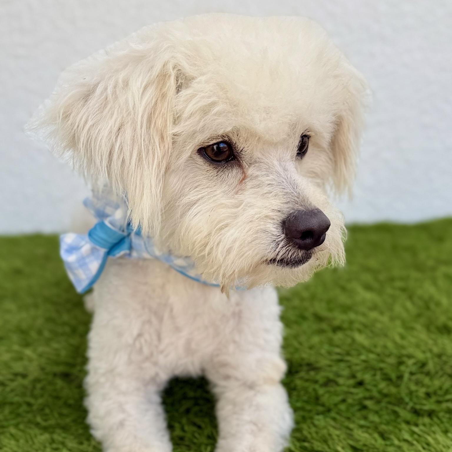 Enlarge TOFU, an adopted mixed breed in Tecate, BCN image 2/6