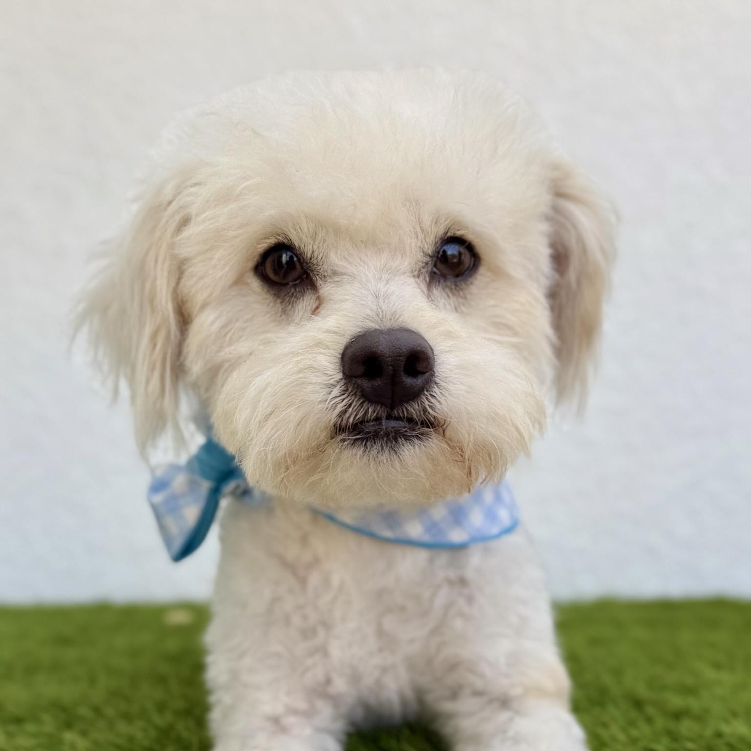 Enlarge TOFU, an adopted mixed breed in Tecate, BCN image 5/6