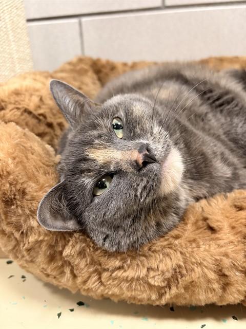 Enlarge PRECIOUS, a Adoptable Domestic Short Hair in Boston, MA image 1/1