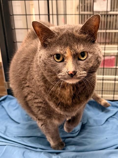 PRECIOUS, Adoptable, Adult Female Domestic Short Hair.