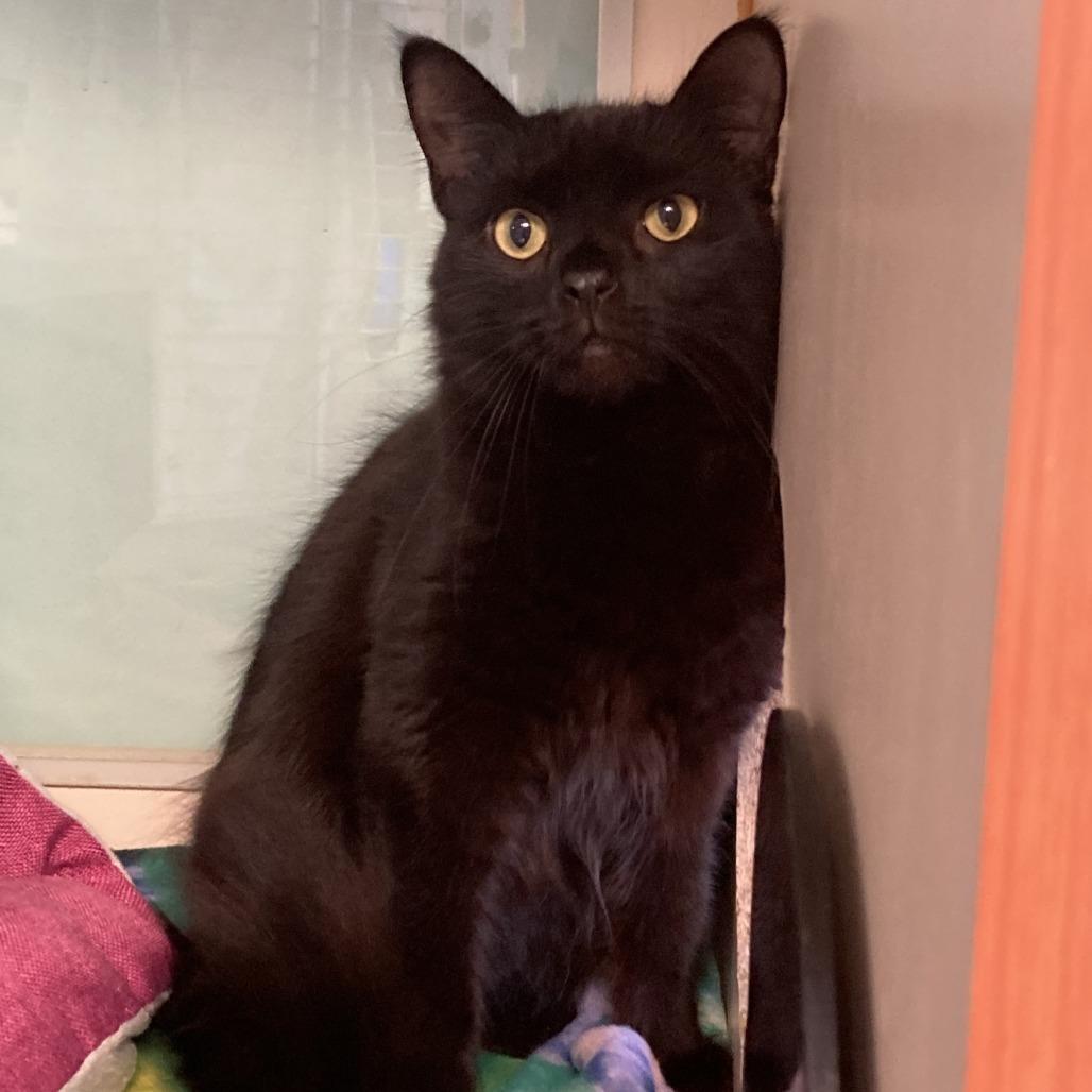 Chipotle, a Adoptable Domestic Medium Hair in South Elgin, IL image 1/2