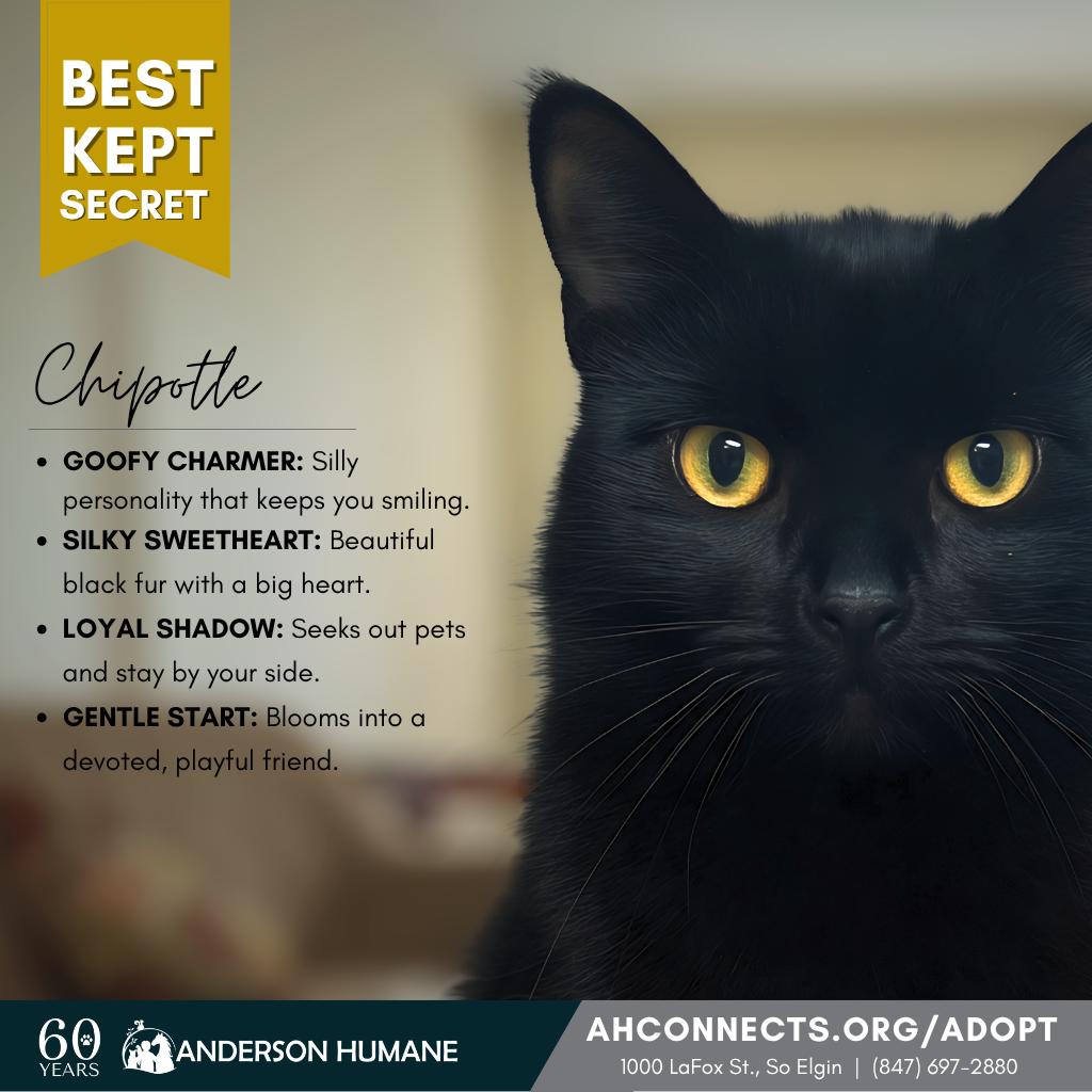 Chipotle, a Adoptable Domestic Medium Hair in South Elgin, IL image 2/2