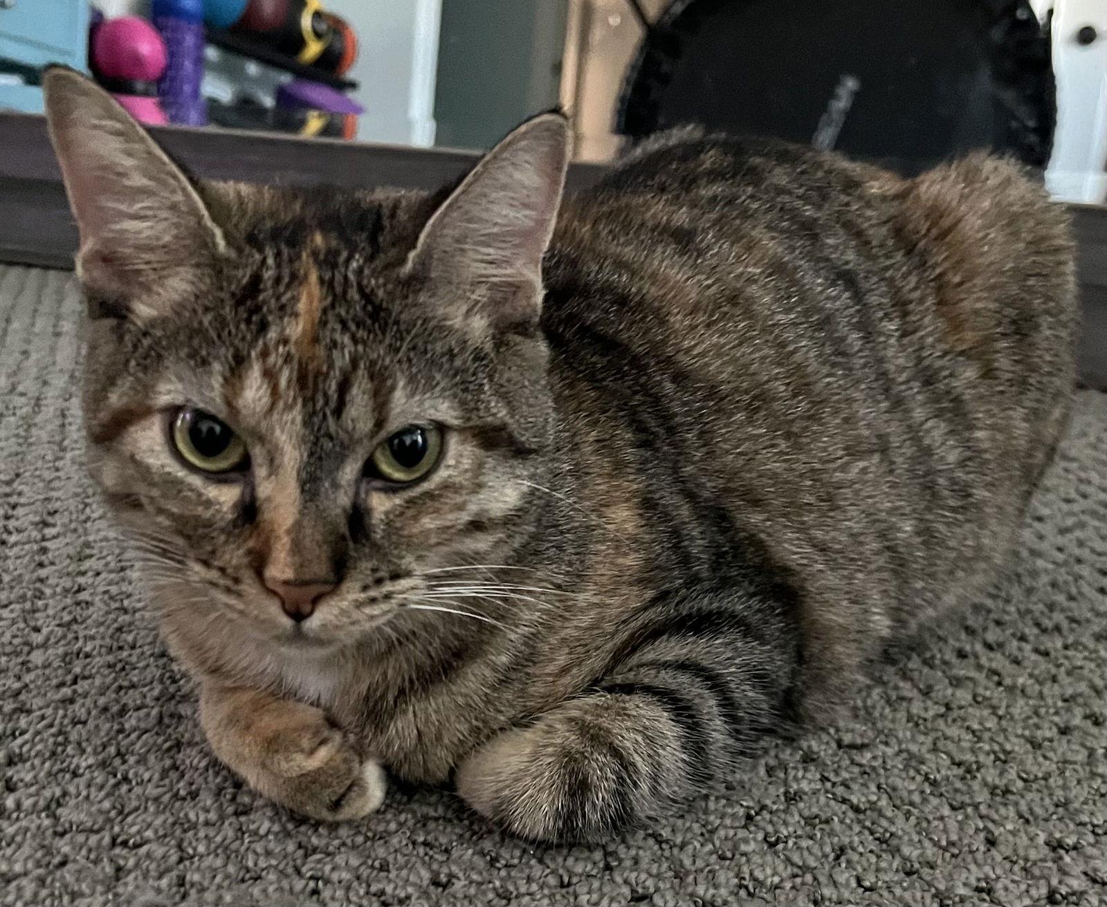 Hen, a Adopted Domestic Short Hair in Fort Worth, TX image 2/3