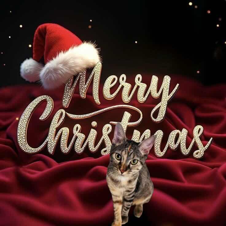 Hen, a Adopted Domestic Short Hair in Fort Worth, TX image 3/3