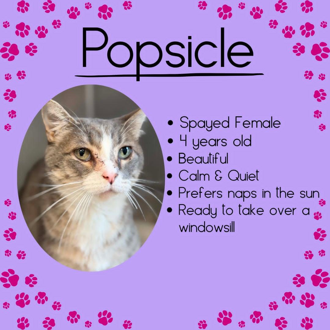 Enlarge Popsicle, a ADOPTABLE Domestic Short Hair in Junction City, KS image 1/1