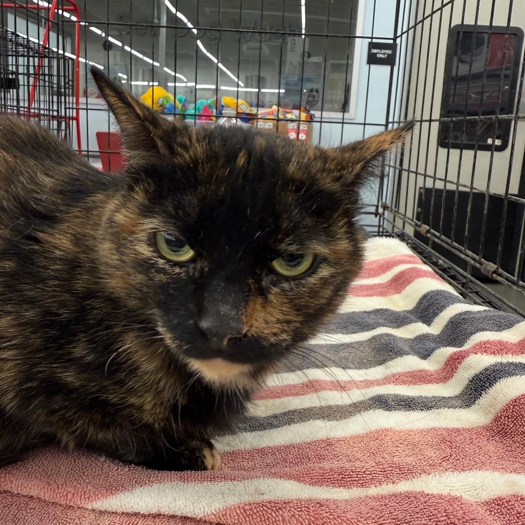 Astrid, Adoptable, Adult Female Domestic Short Hair.