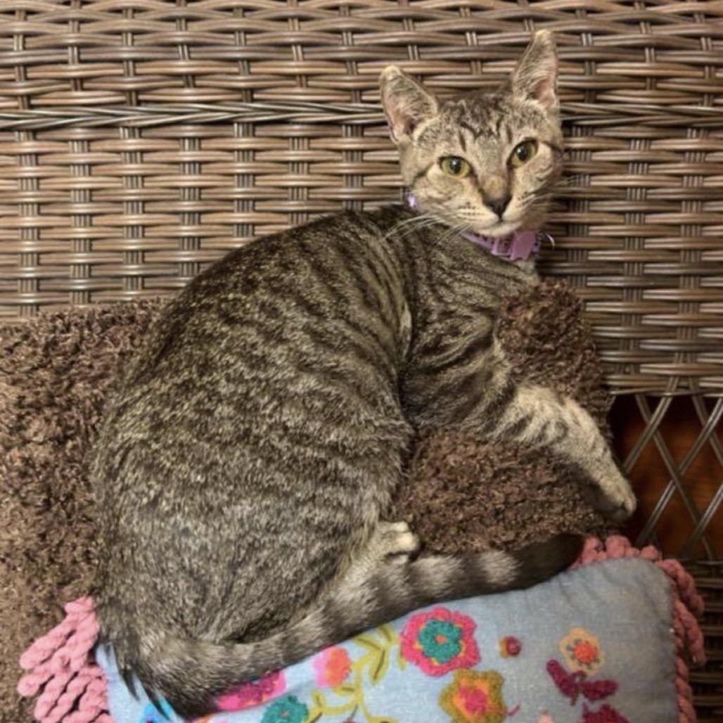 Pinky, Adoptable, Kitten Female Domestic Short Hair.