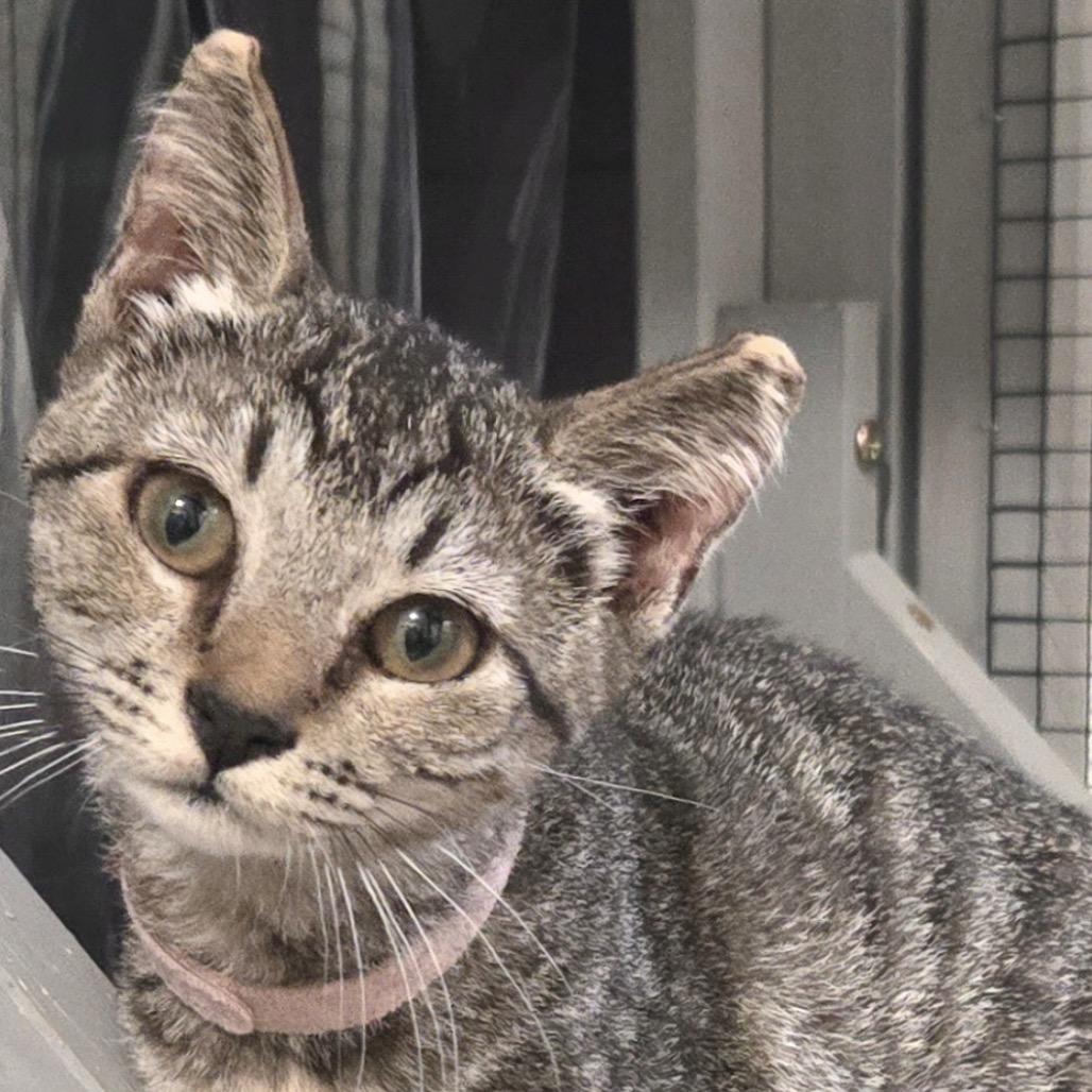 Pinky, Adoptable, Kitten Female Domestic Short Hair.