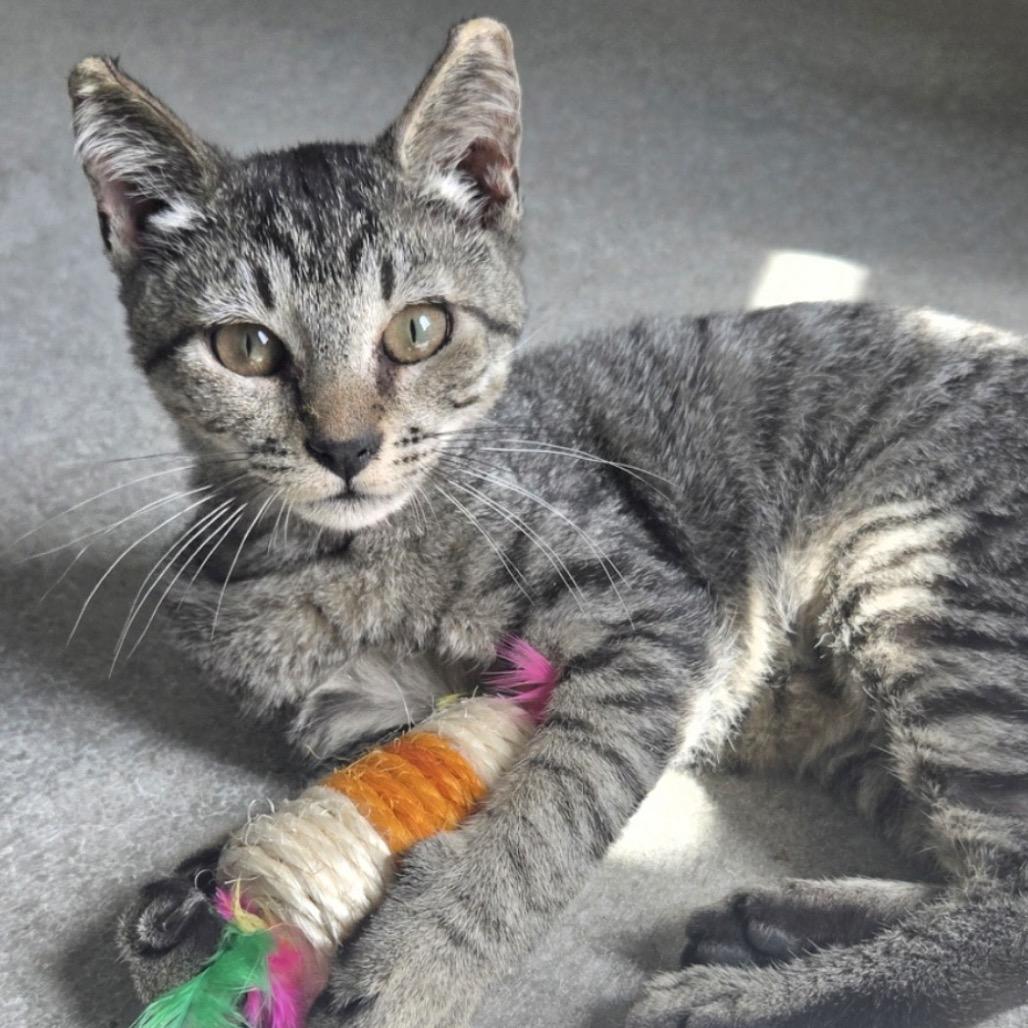 Enlarge Pinky, a Adoptable Domestic Short Hair in Mocksville, NC image 2/2