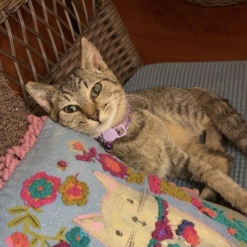 Enlarge Pinky, a Adoptable Domestic Short Hair in Mocksville, NC image 4/4
