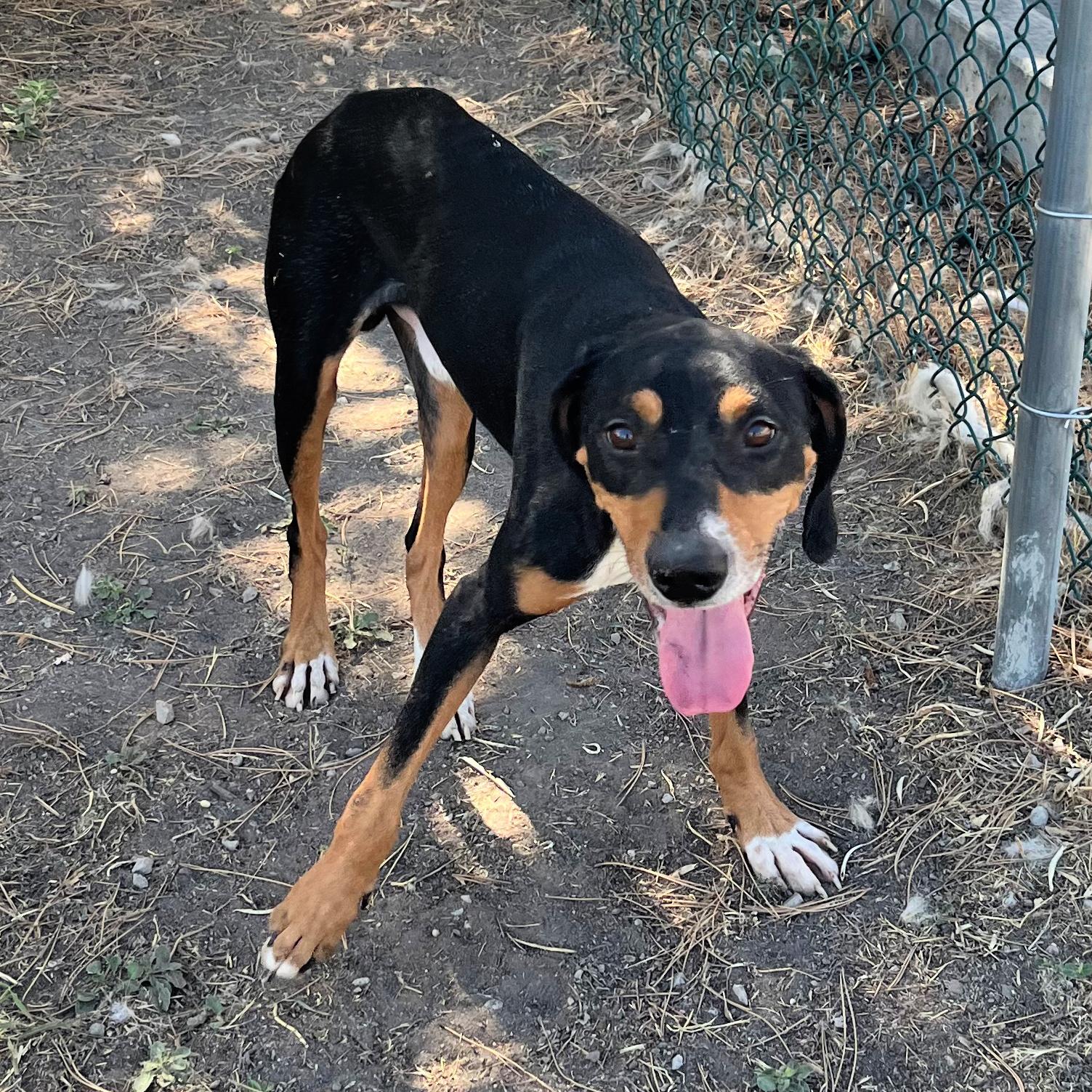 Captain, an adoptable Hound in Lindon, UT, 84042 | Photo Image 3
