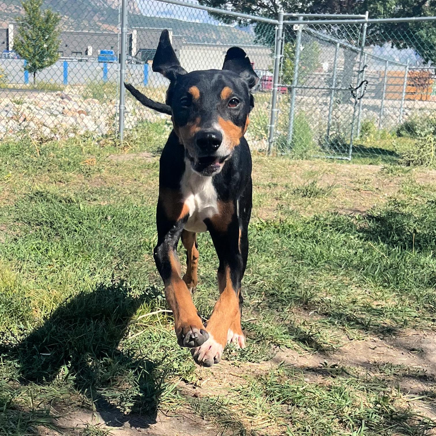 Captain, an adoptable Hound in Lindon, UT, 84042 | Photo Image 4
