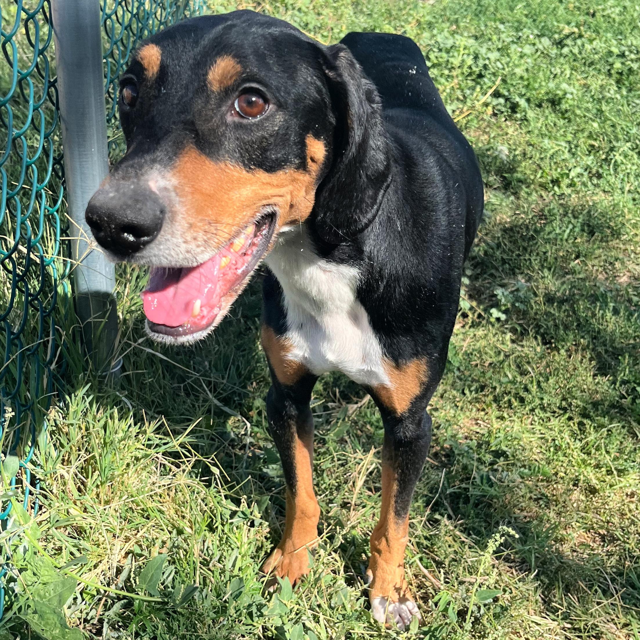 Captain, an adoptable Hound in Lindon, UT, 84042 | Photo Image 5
