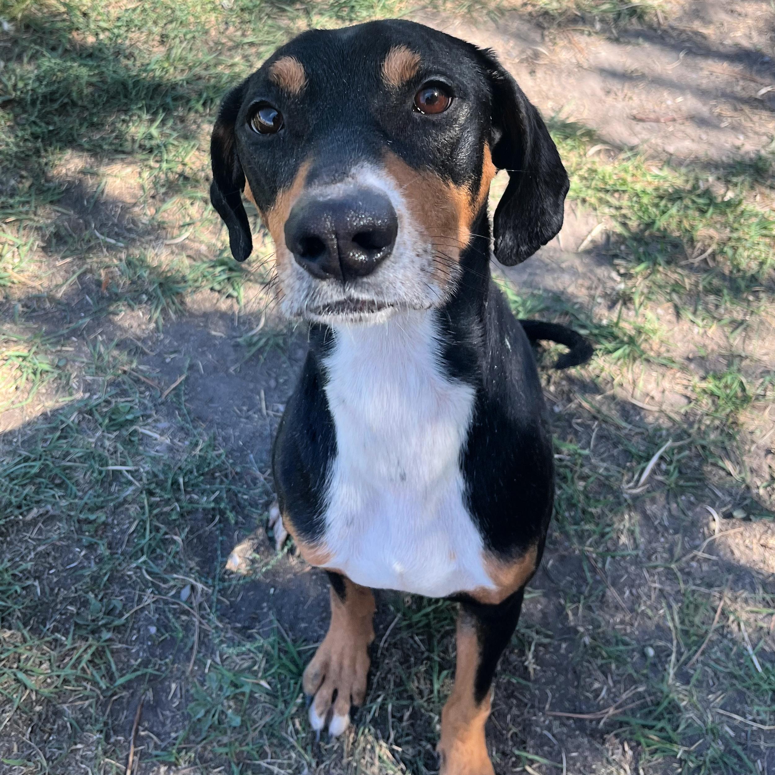 Captain, an adoptable Hound in Lindon, UT, 84042 | Photo Image 1