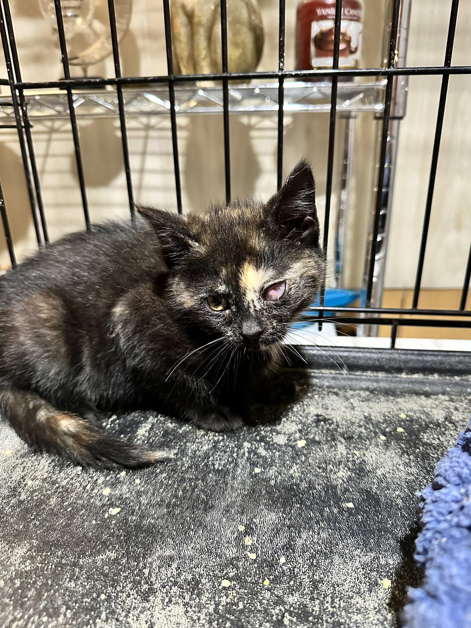 Monica, a Adoptable Domestic Medium Hair in Absecon, NJ image 1/3