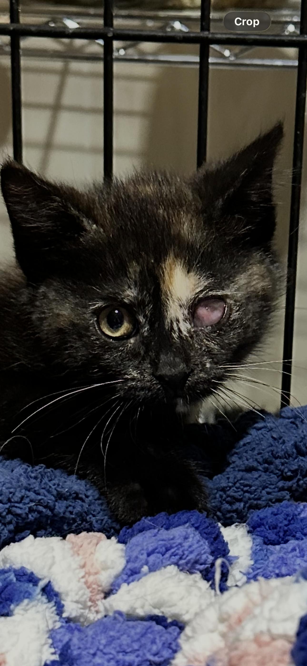 Monica, a Adoptable Domestic Medium Hair in Absecon, NJ image 2/3