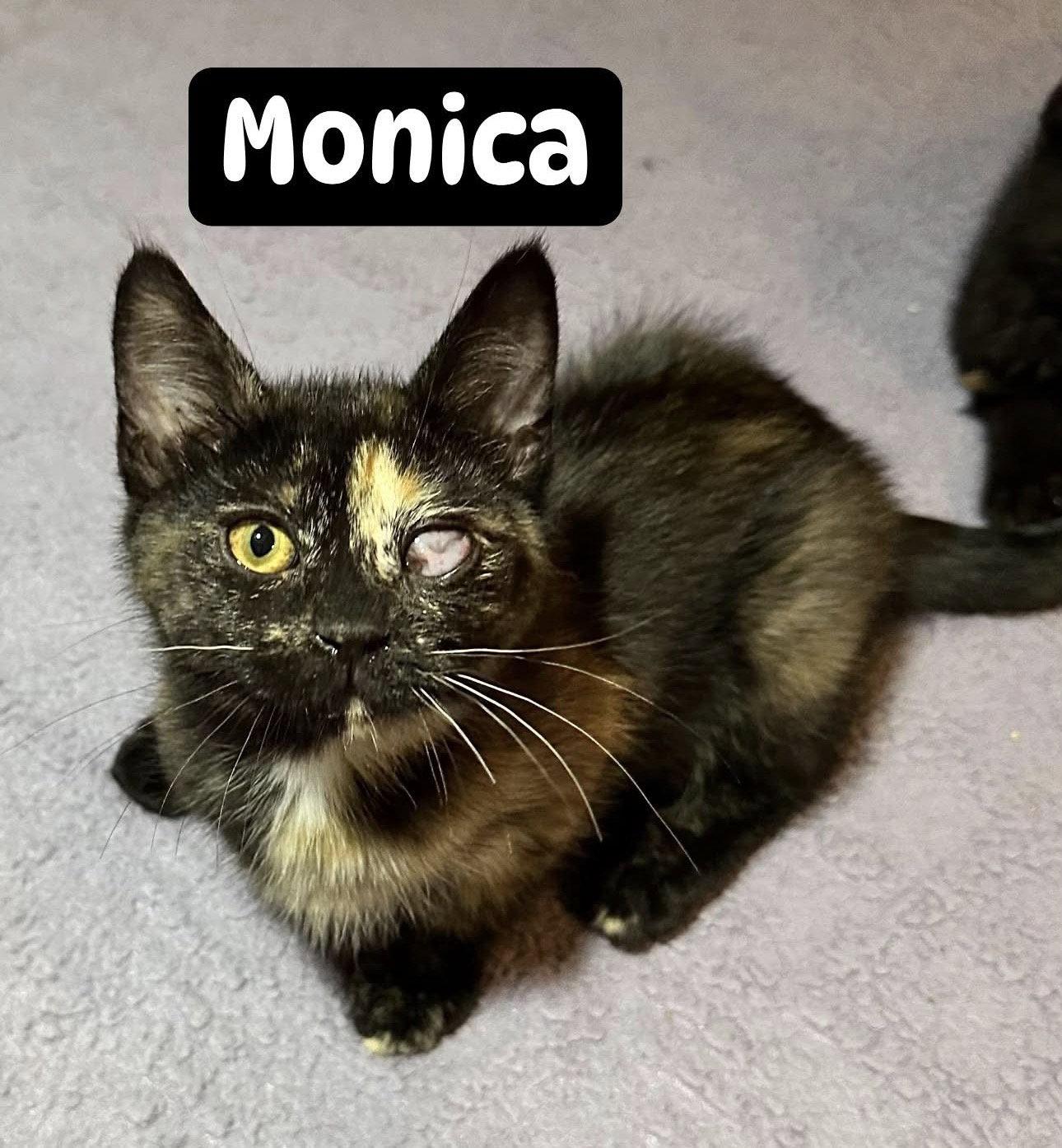 Monica, a Adoptable Domestic Medium Hair in Absecon, NJ image 3/3