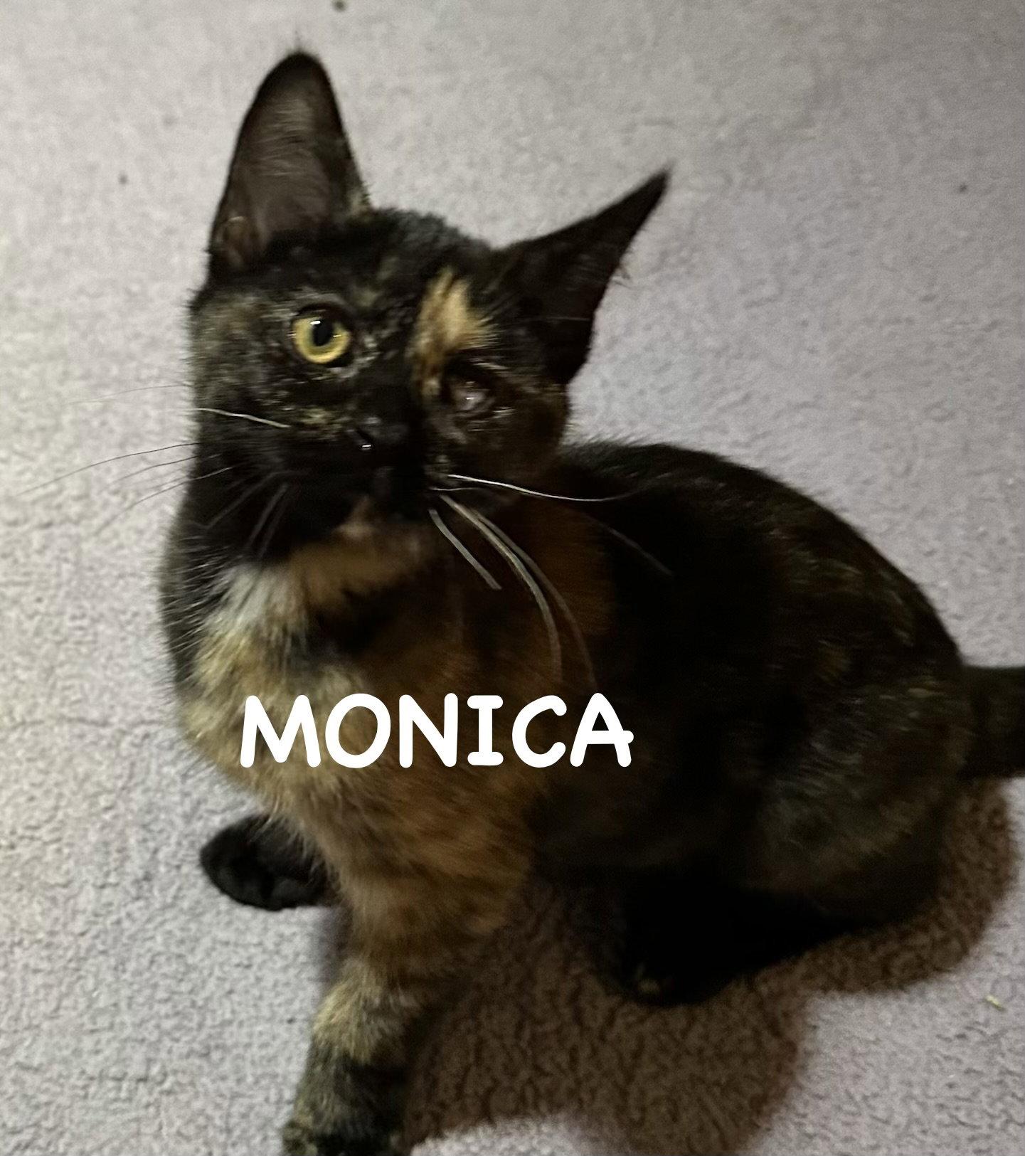Monica, a Adoptable Domestic Medium Hair in Absecon, NJ image 3/3