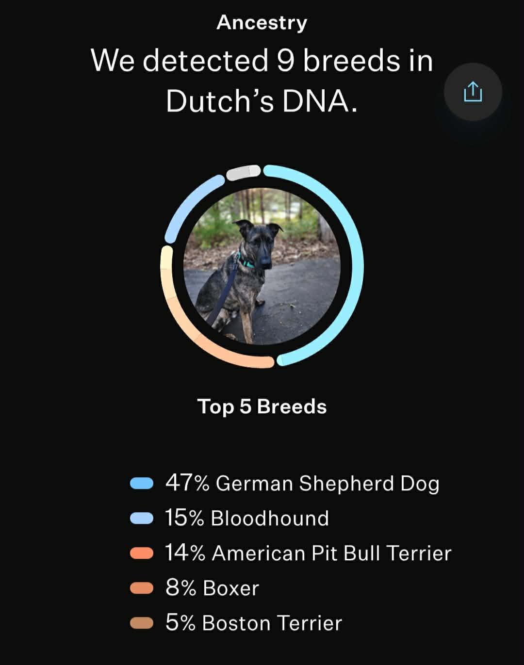 Enlarge Dutch , a ADOPTABLE mixed breed in Chesterfield, MO image 3/6