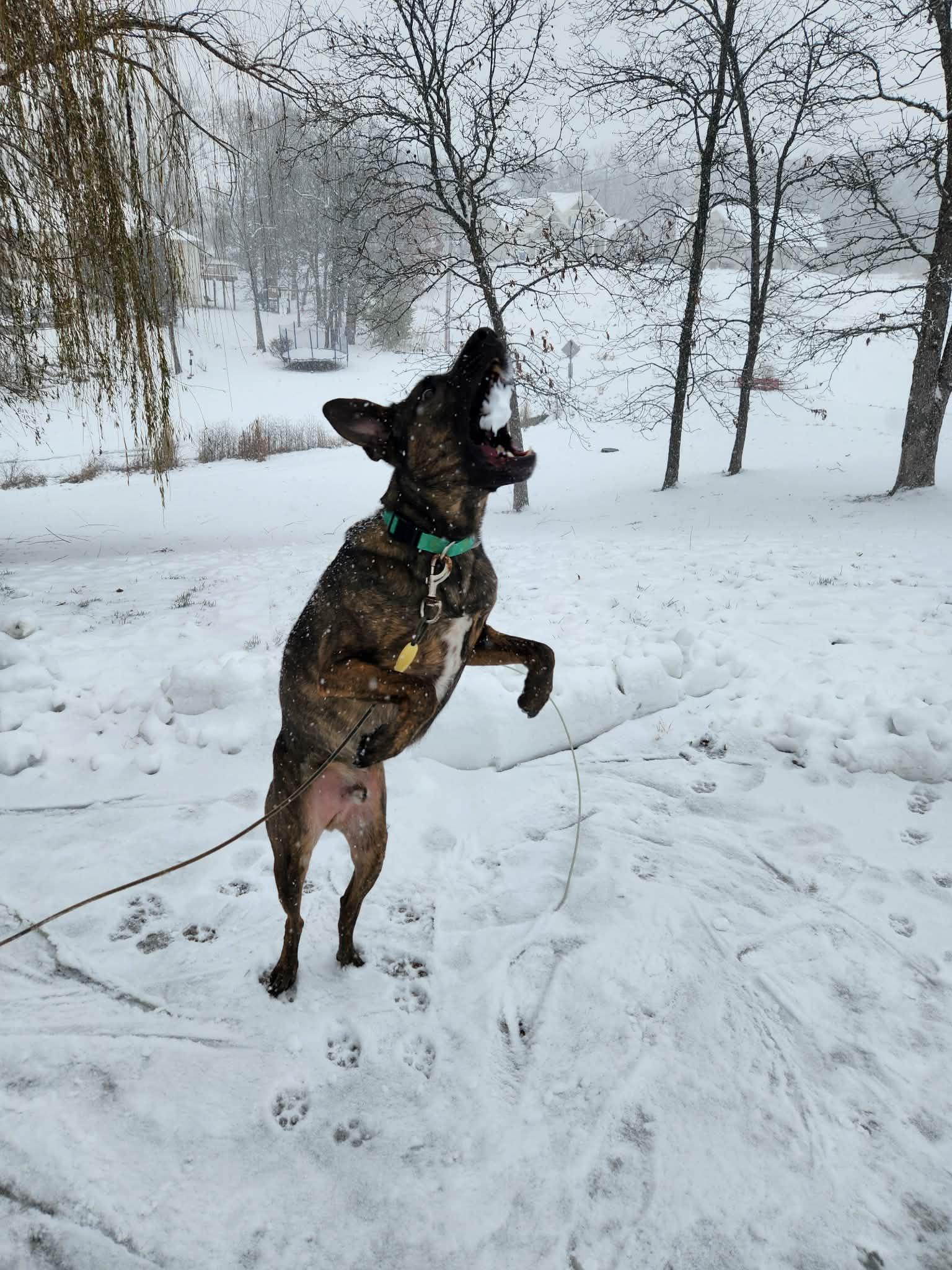 Enlarge Dutch , a ADOPTABLE mixed breed in Chesterfield, MO image 5/6
