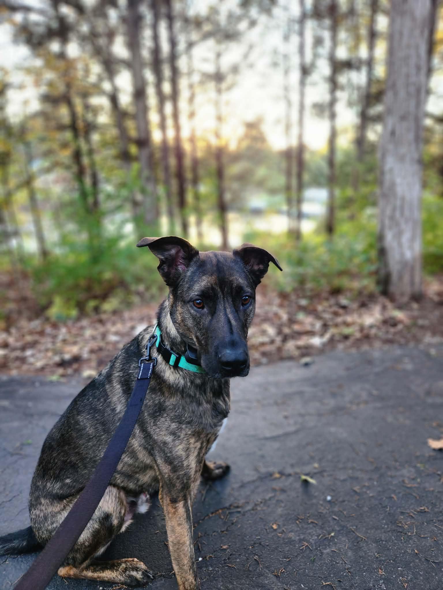 Enlarge Dutch , a ADOPTABLE mixed breed in Chesterfield, MO image 6/6