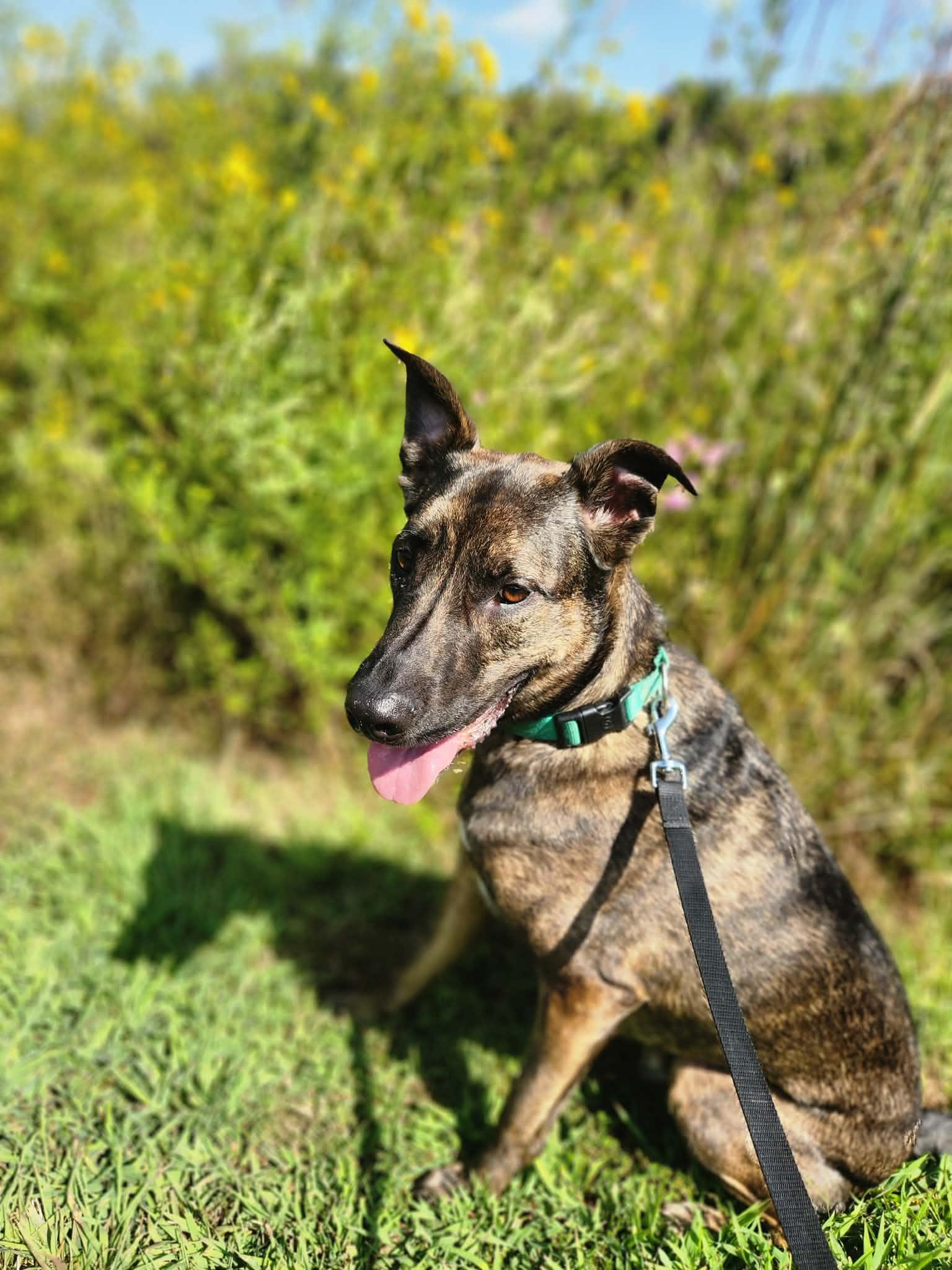 Enlarge Dutch , a ADOPTABLE mixed breed in Chesterfield, MO image 1/6
