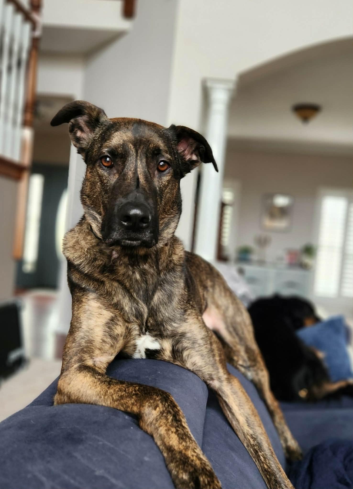 Enlarge Dutch , a ADOPTABLE mixed breed in Chesterfield, MO image 2/6