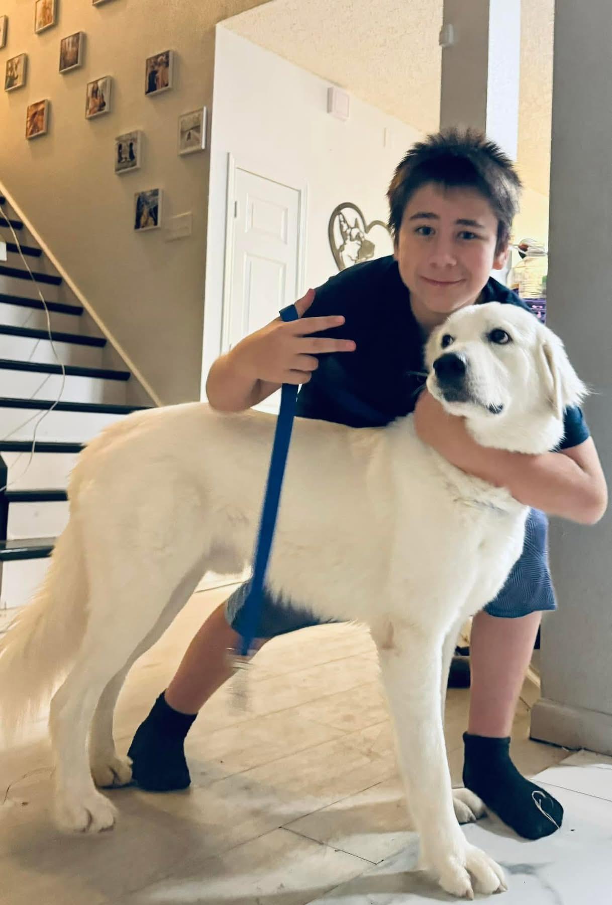 Ricardo, Young Male Great Pyrenees