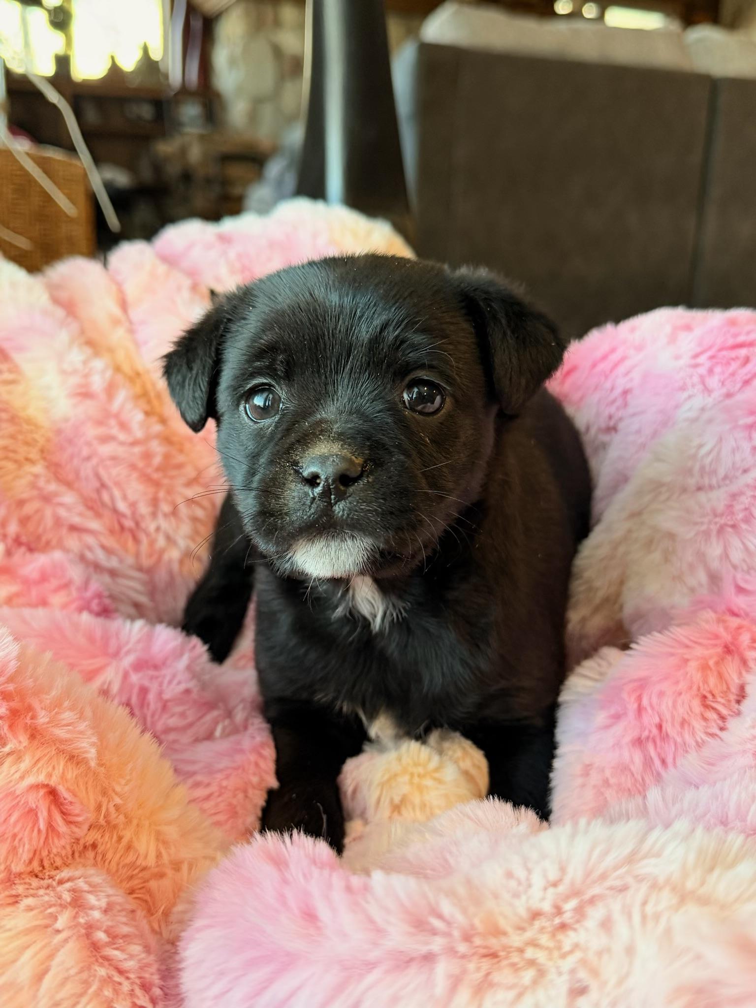Barry, ADOPTABLE, Puppy Male Rat Terrier.