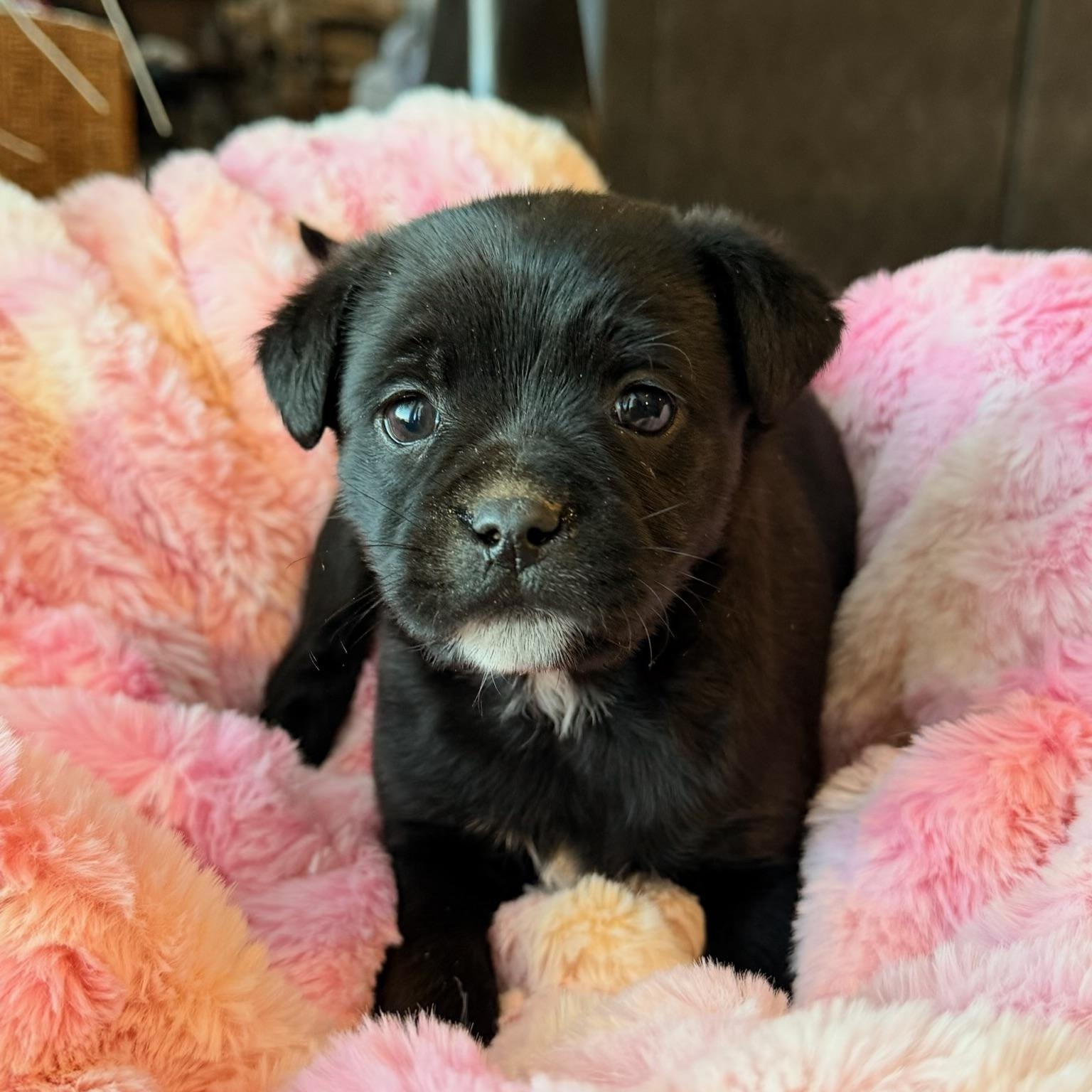Barry, ADOPTABLE, Puppy Male Rat Terrier.
