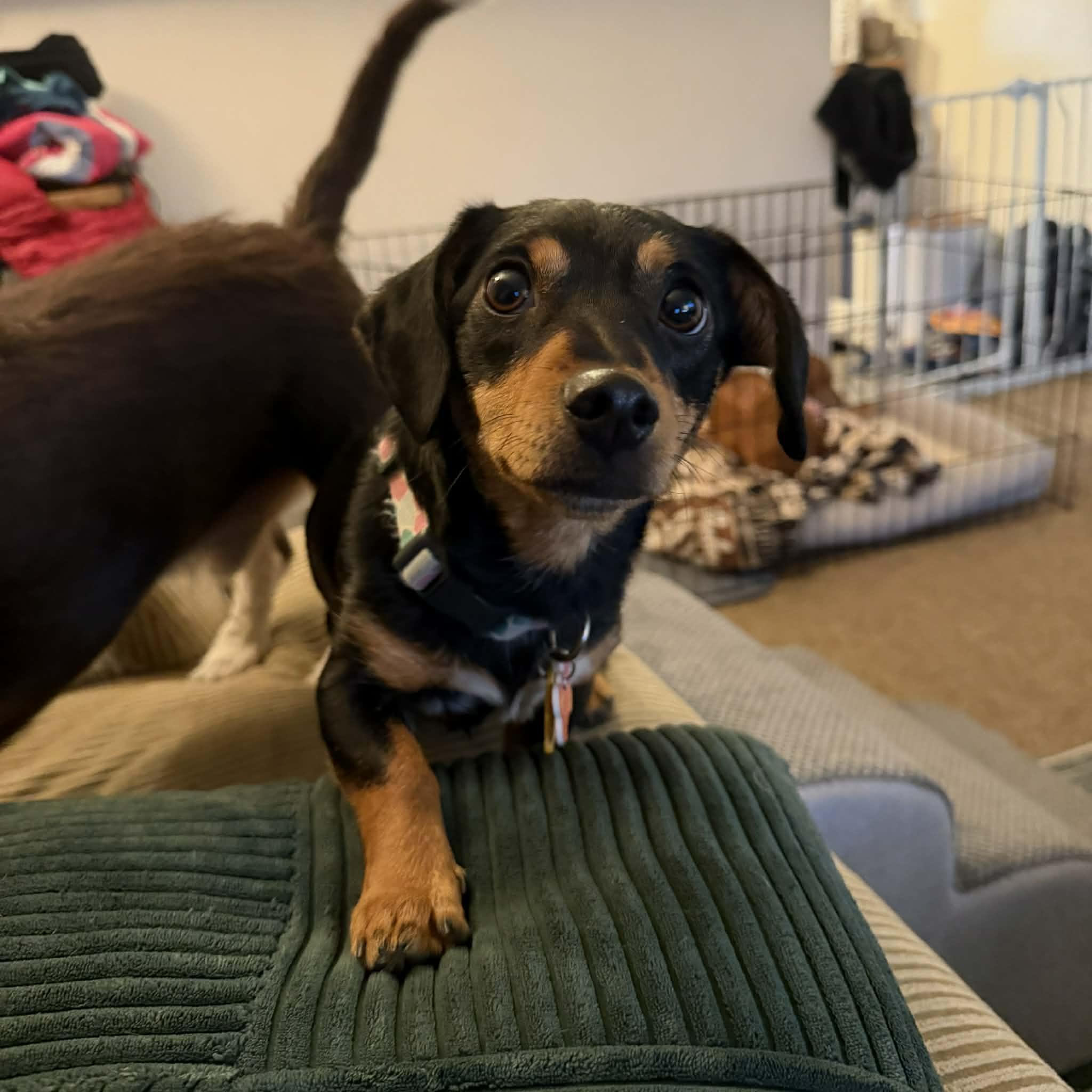 Ruby, an adopted mixed breed in Boulder, CO image 5/6