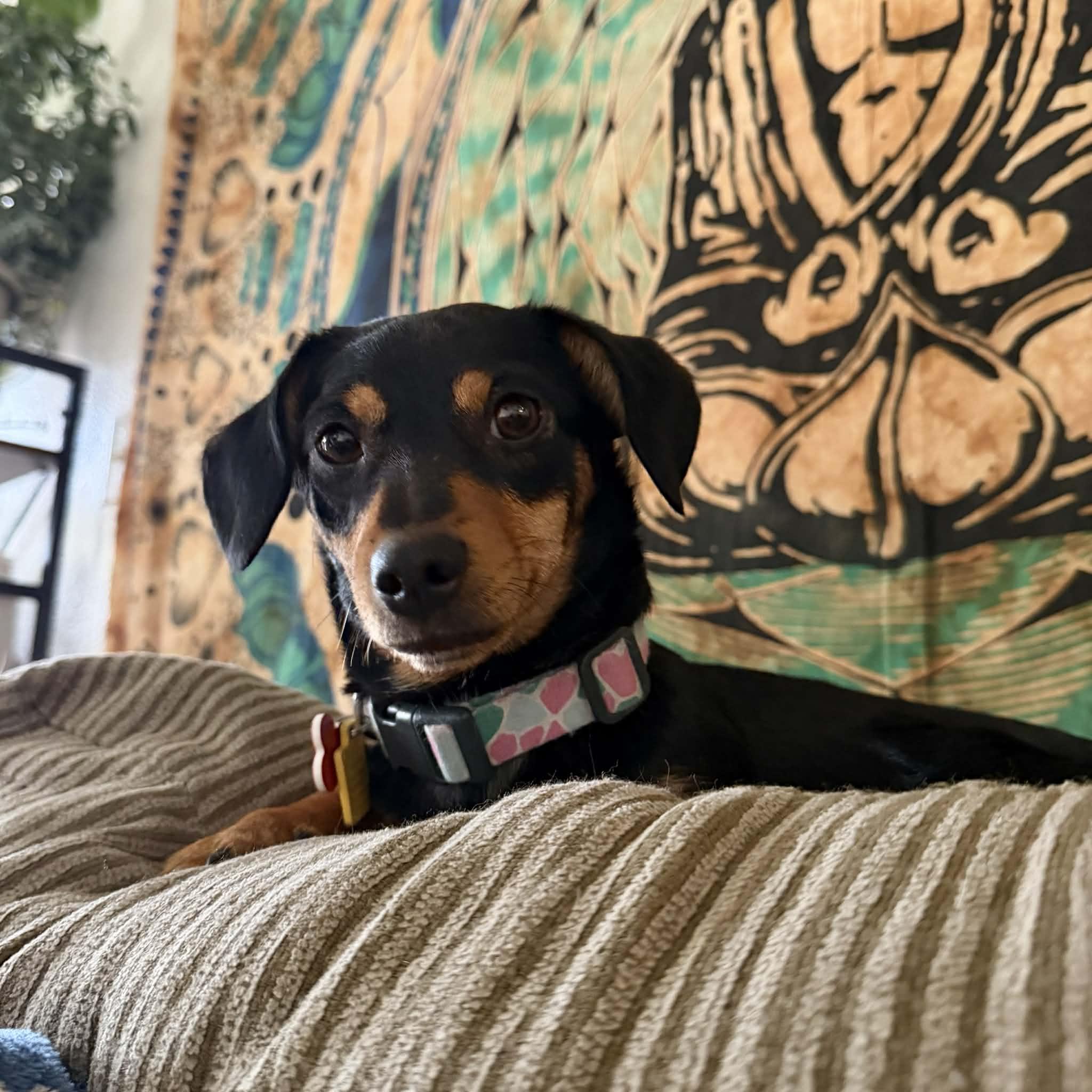 Ruby, adopted, Young Female Dachshund & Chihuahua.