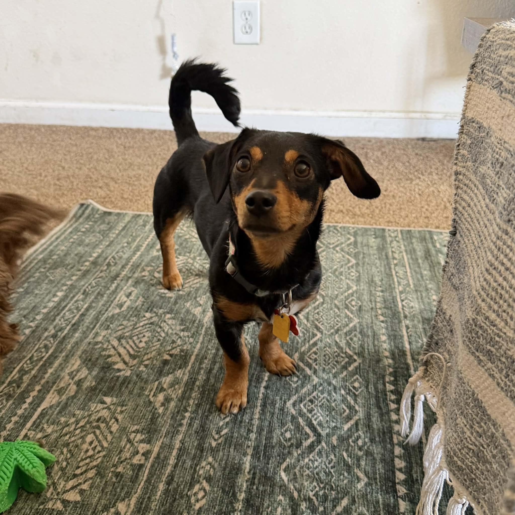 Ruby, an adopted mixed breed in Boulder, CO image 4/6