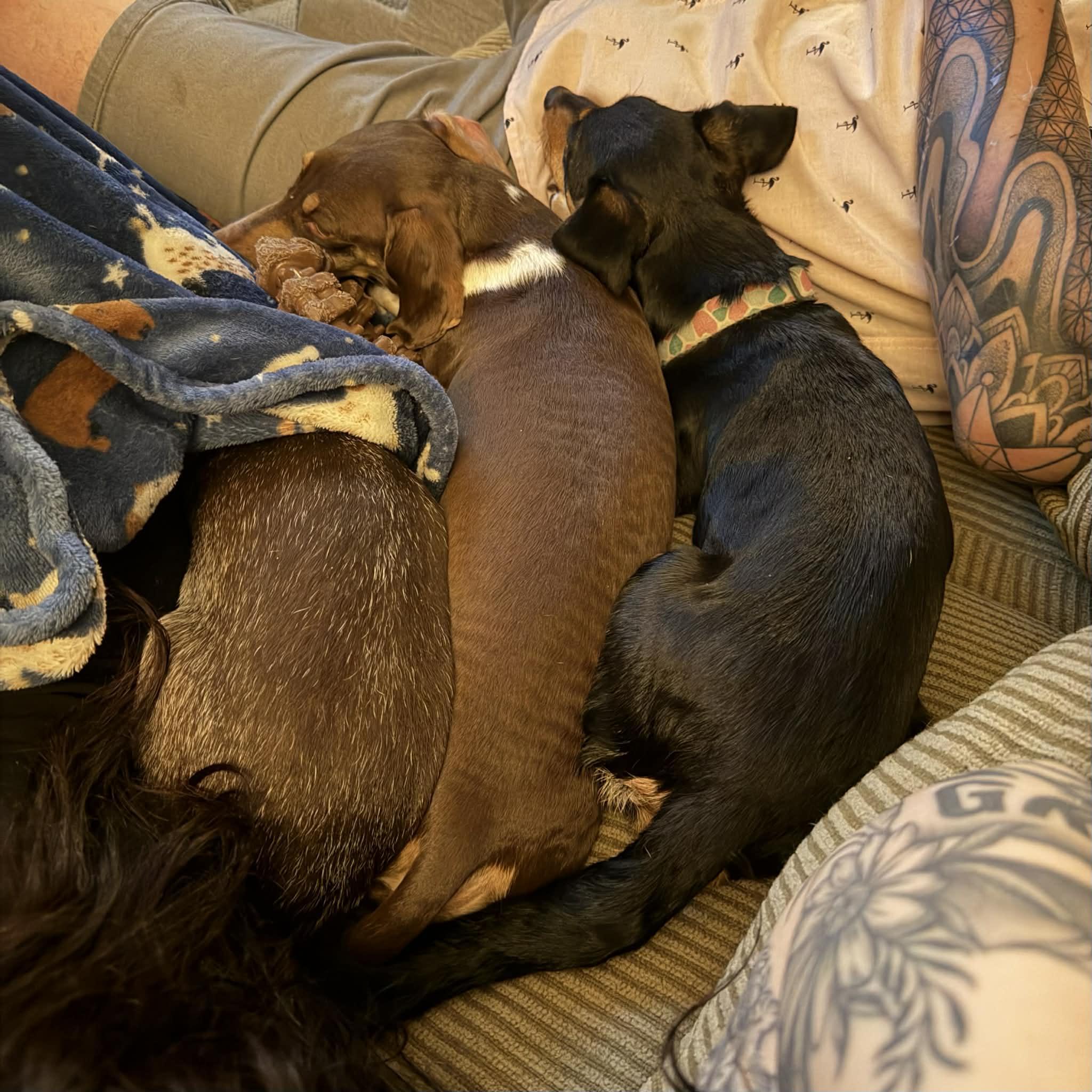 Ruby, an adopted mixed breed in Boulder, CO image 6/6