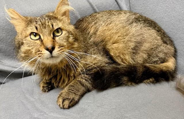 Brock, Adoptable, Adult Male Domestic Medium Hair.
