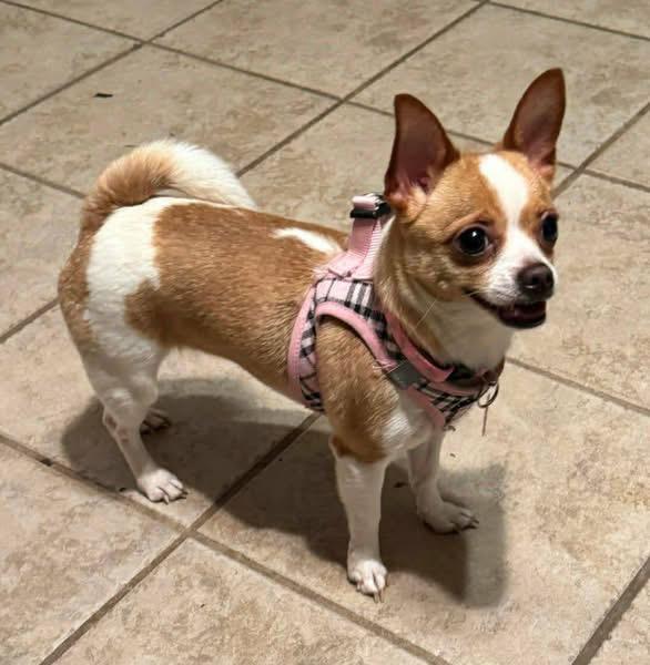 PIXIE, ADOPTABLE, Adult Female Chihuahua.
