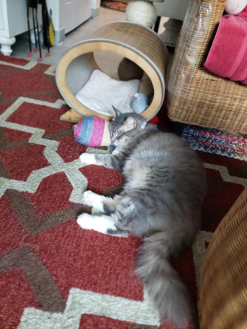 Teddy , Adopted, Adult Male Domestic Medium Hair & Maine Coon.